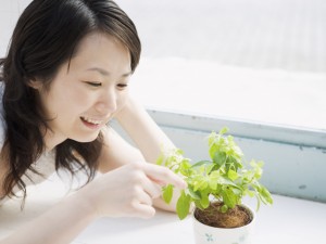 家庭菜園